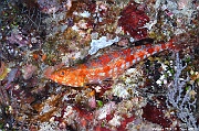 Synodus binotatus Poisson lezard a 2 taches-Maldives Five rocks-26m-20240425-da-DSC_6807_tn